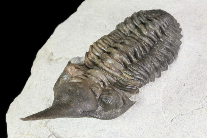 Lanceaspis Trilobite - Extremely Rare Species #70583